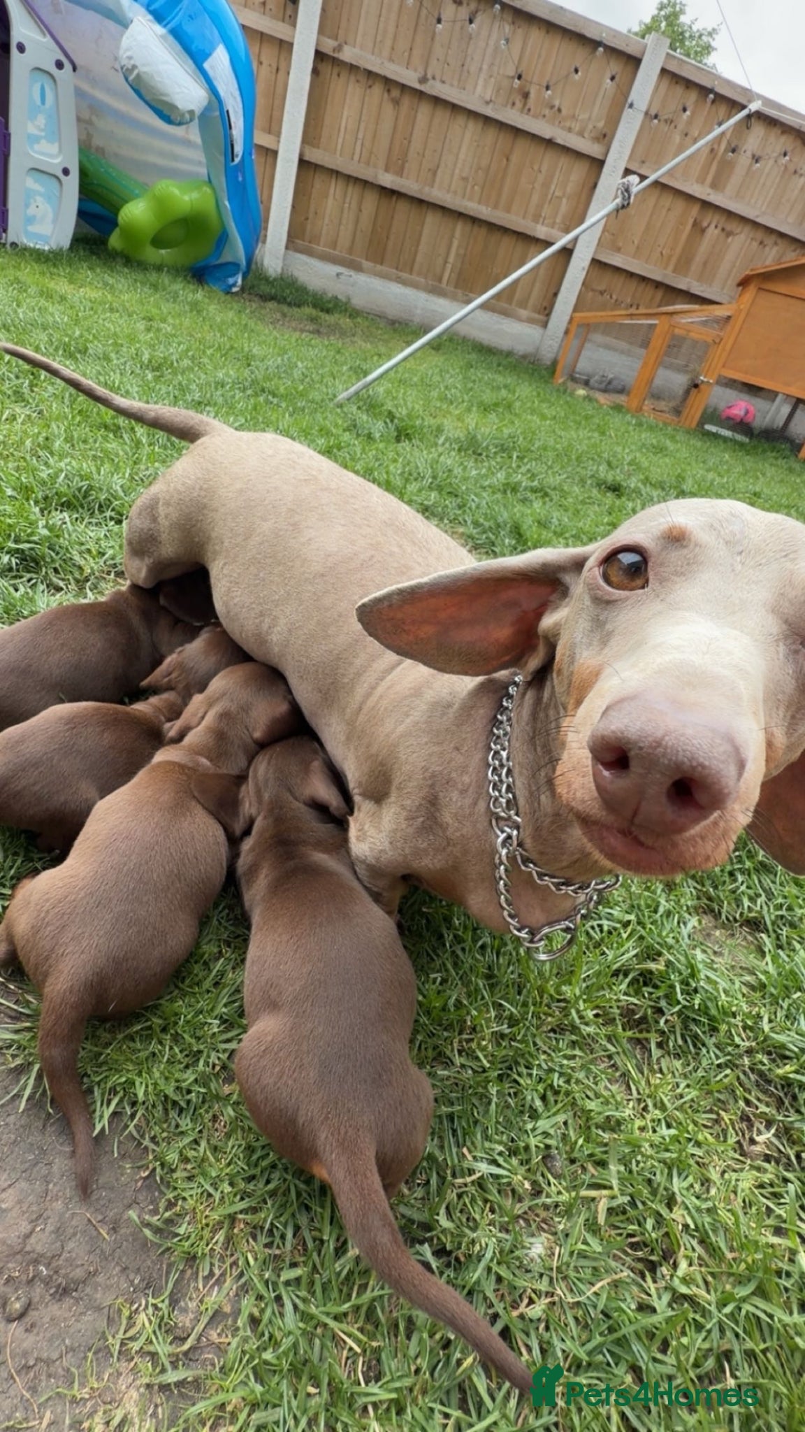 Miniature Dachshund dogs for sale: 🐶 Miniature Dachshund puppies! 🐶 - Advert 2