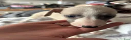 Whippet dogs for sale: Amazing whippet puppies  - Advert 20