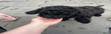 Cockapoo 2 - 3 month old 