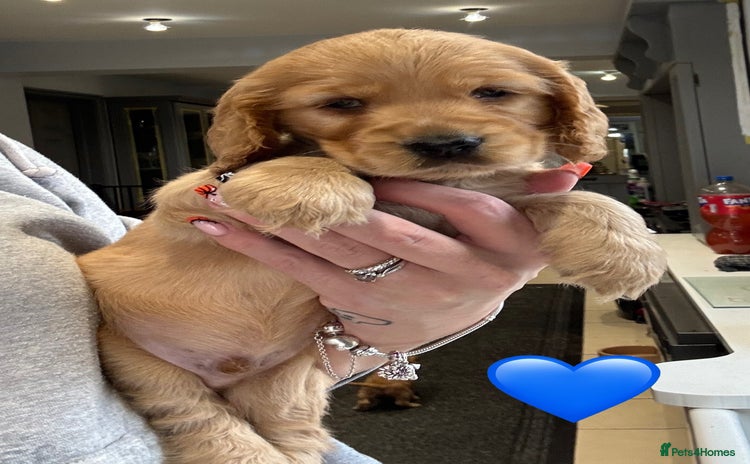 Cocker Spaniel dogs - Advert 5