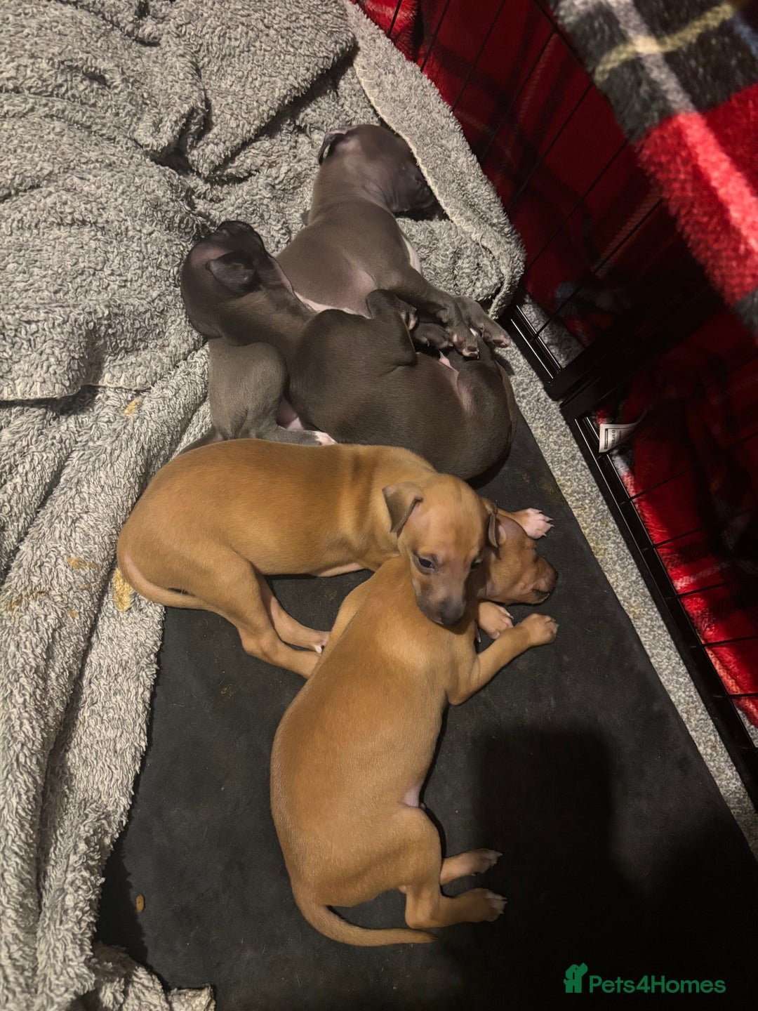 Italian Greyhound dogs for sale: 3 Italian greyhound puppies  - Advert 6