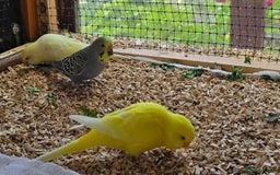 Budgerigars birds for sale: Yellow Lutino budgies. - Image 21