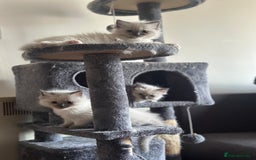 Ragdoll cats for sale: Pure Ragdoll kittens available 🐱🐾 - Image 2