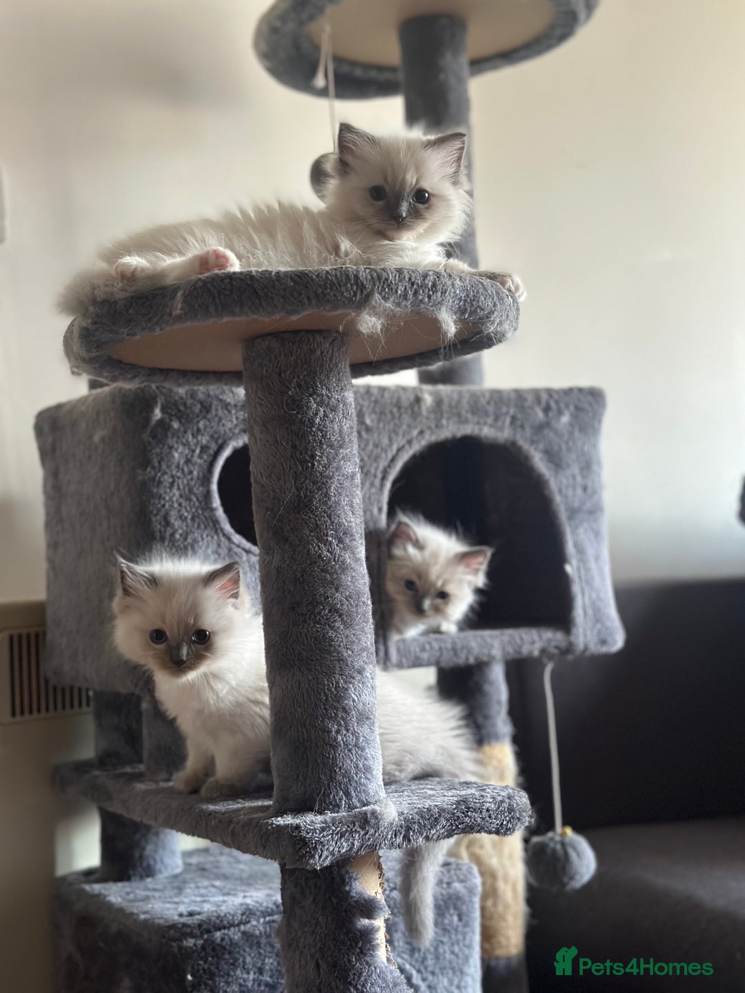 Ragdoll cats for sale: Pure Ragdoll kittens available 🐱🐾 - Image 2