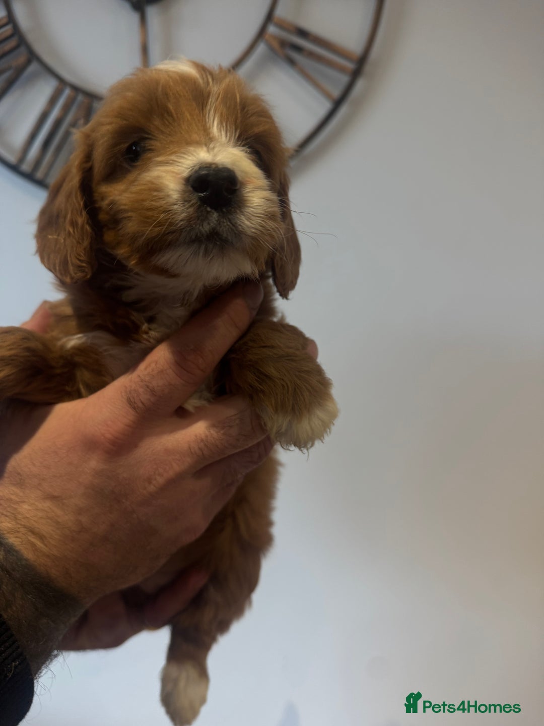 Cockapoo dogs for sale: Gorgeous F1 cockapoos 2 x red&white 4 x black  - Advert 12
