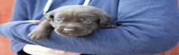 Labrador Retriever dogs for sale: Chocolate Labrador puppies Kc reg health tested - Advert 20