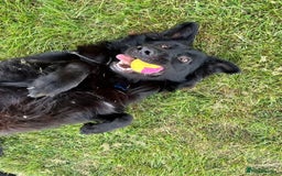 German Shepherd dogs for sale: Gorgeous KC registered German Shepard  - Image 7
