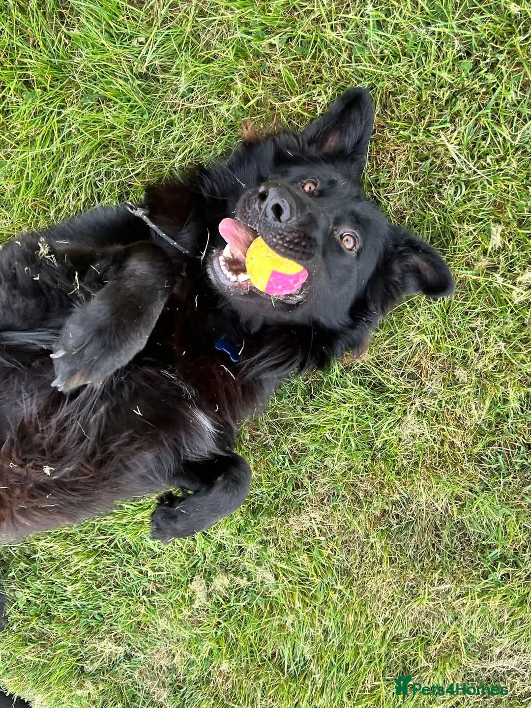 German Shepherd dogs for sale: Gorgeous KC registered German Shepard  - Image 7