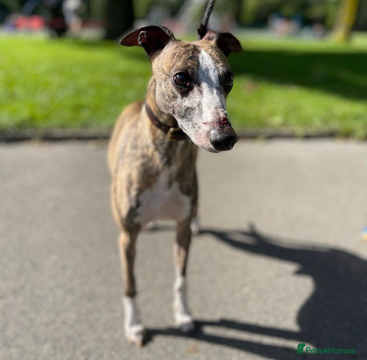 Mixed Breed dogs for sale: WHIPPET X BULL - Advert 1
