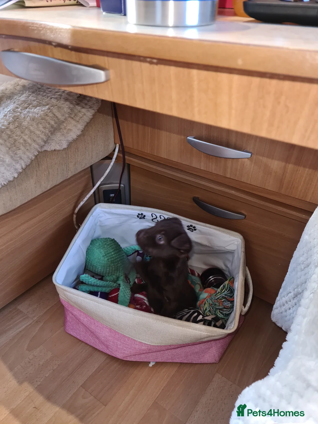 Patterdale Terrier dogs for sale: Beautiful chocolate Paterdale Terrier 4 months old in Stevenage - Advert 21