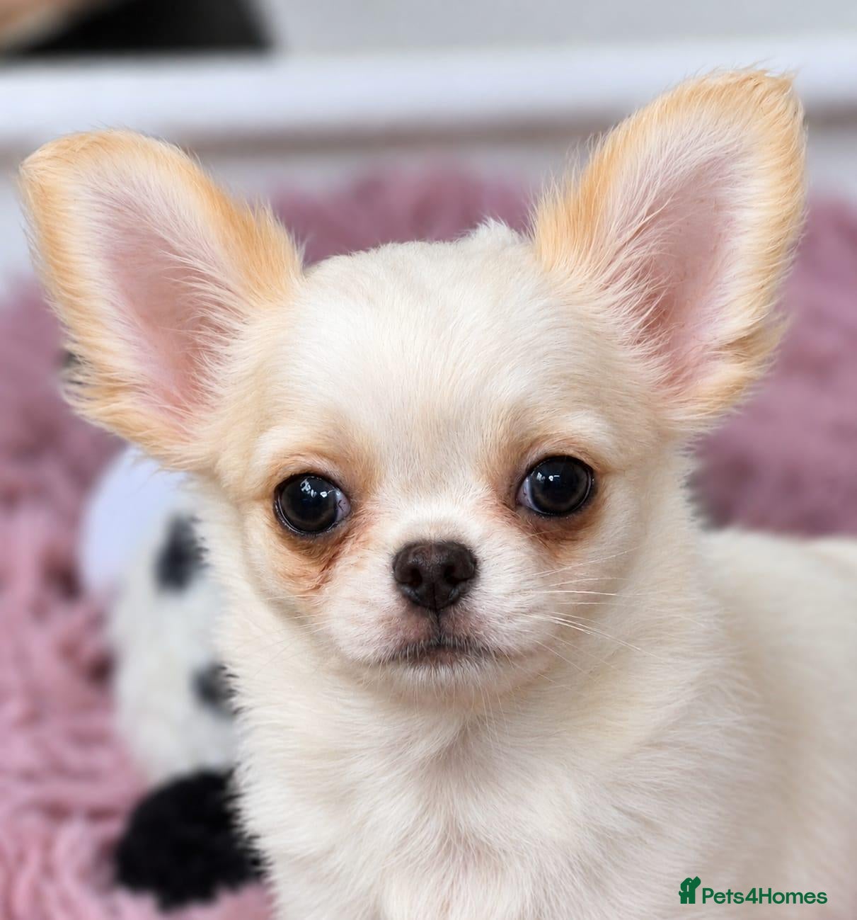 Chihuahua dogs for sale: Amazing Longcoat Apple head Chihuahua Puppies - Advert 19