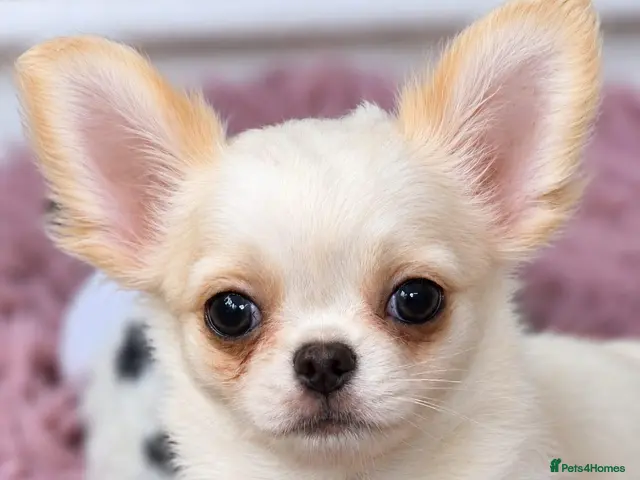 Chihuahua dogs for sale: Amazing Longcoat Apple head Chihuahua Puppies - Advert 5