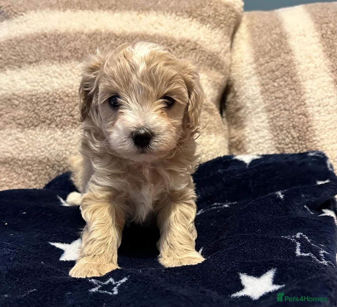 Maltipoo dogs for sale: Maltipoo Puppies 💗 in Stanmore - Advert 2