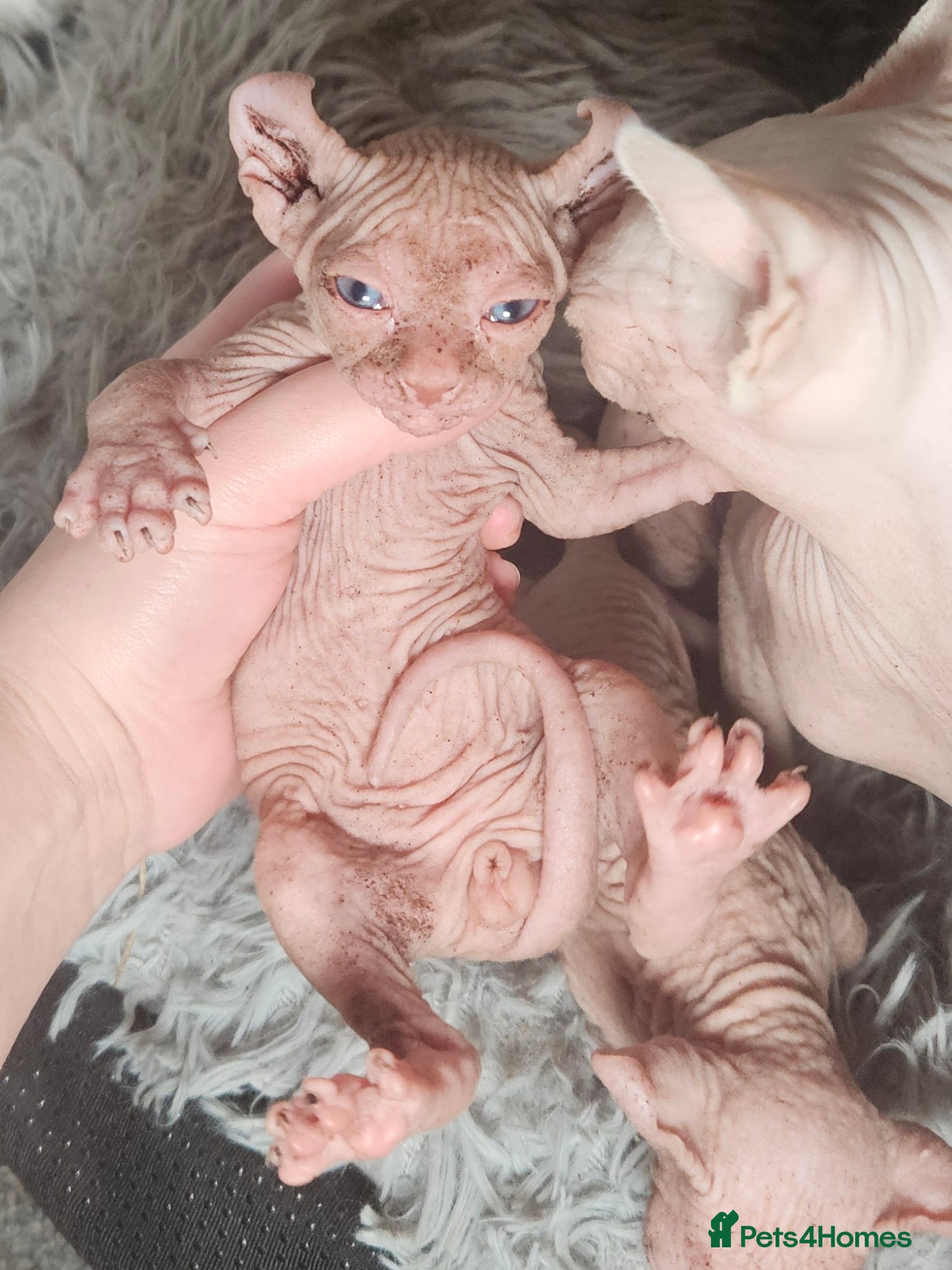 Sphynx cats Purebred TICA Elf Kittens for Loving Homes - Advert 1