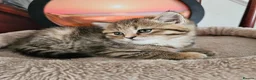 Scottish Fold cats for sale: Adorable Scottish Fold Straight Ear Tabby Kittens  - Advert 36
