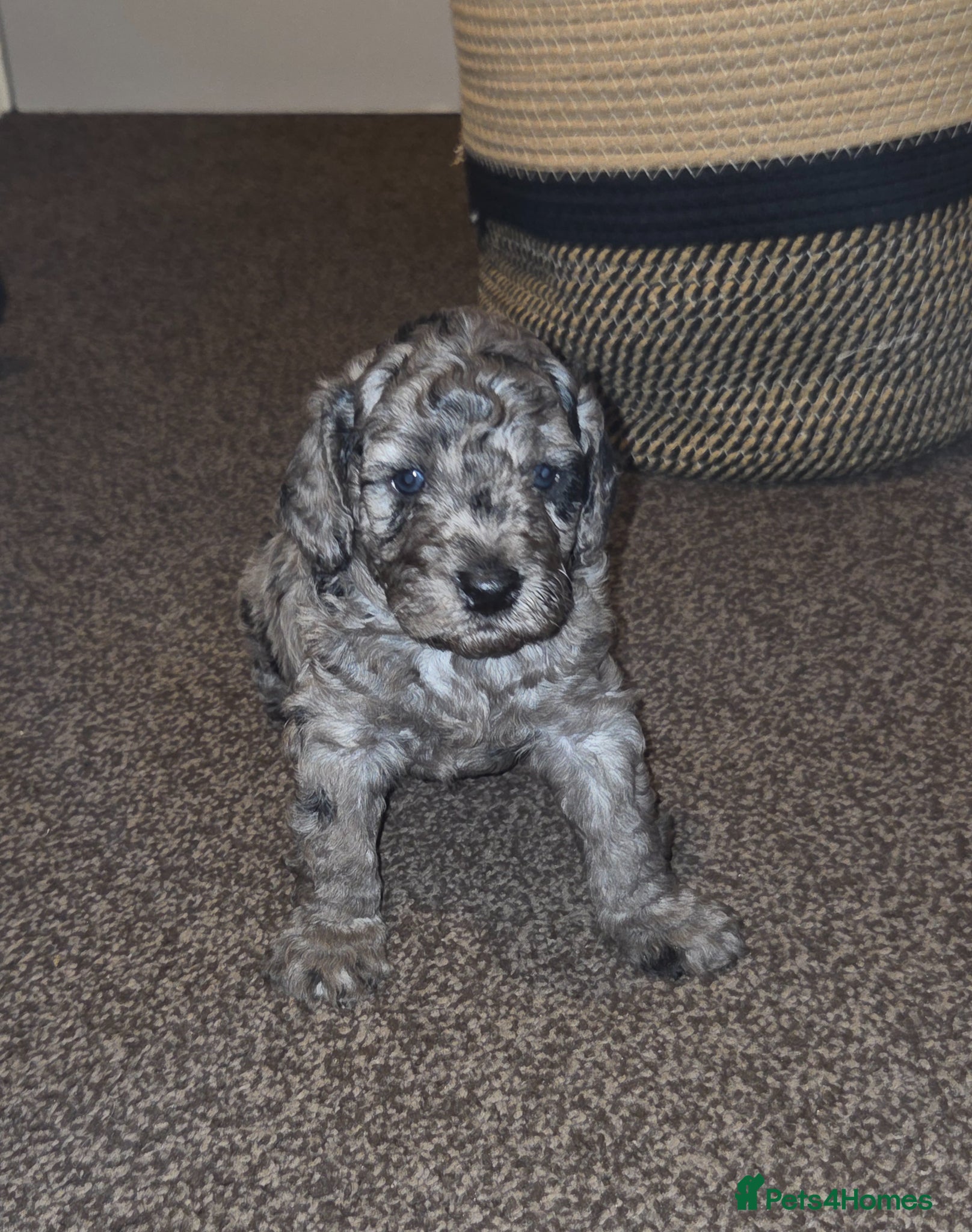 Cockapoo dogs F1b Cockapoo puppies - Advert 13