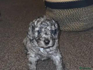 Cockapoo dogs F1b Cockapoo puppies - Advert 1