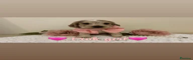 Pink Collar Girl