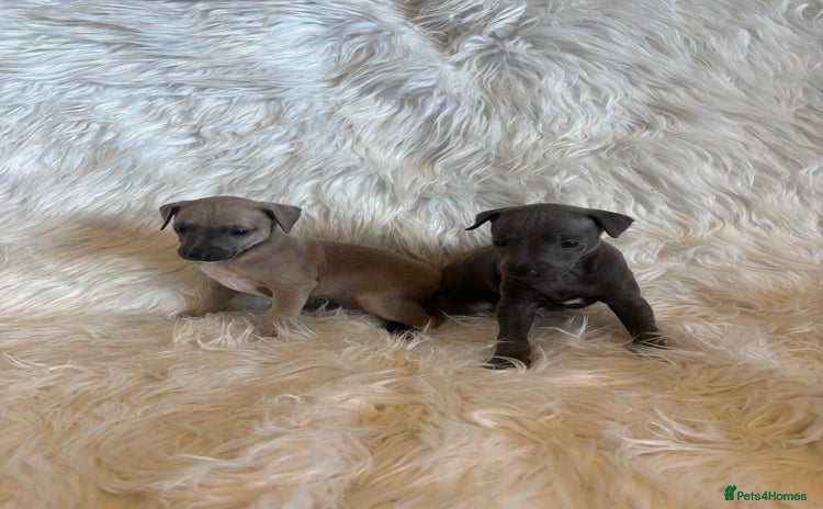 Italian Greyhound dogs - Advert 1
