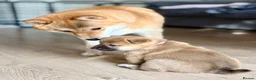 Japanese Shiba Inu dogs for sale: KC Reg - Multi Generational Shiba Inu Puppies - Advert 11