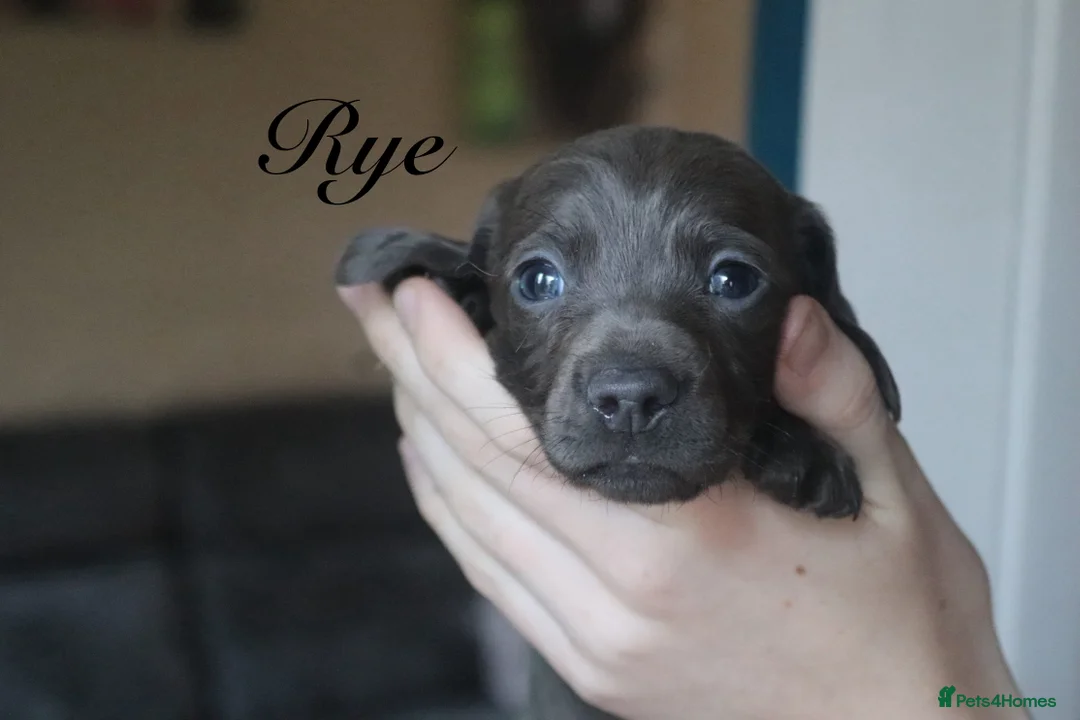 Miniature Dachshund dogs for sale: Miniature Dachshund pups❤️ - Advert 7