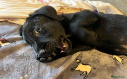 Goldador dogs for sale: male goldador puppy for sale  - Advert 4