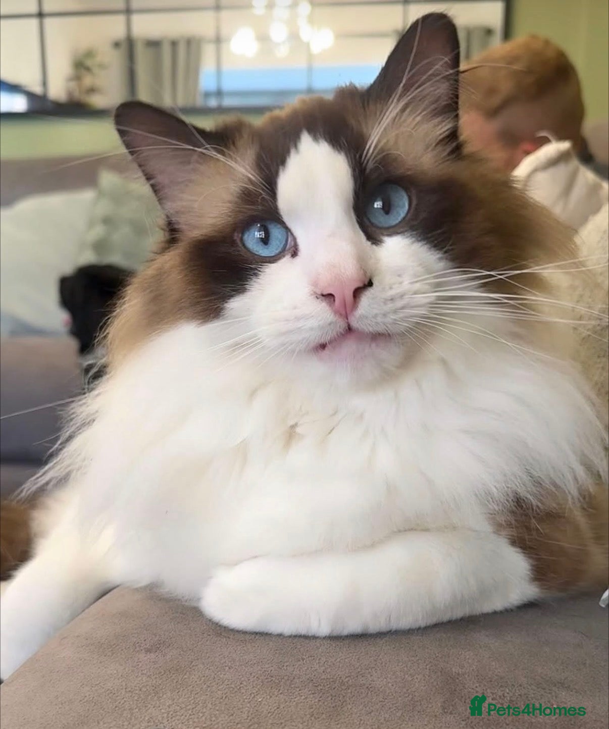 Ragdoll cats Beautiful GCCF Male Ragdoll 2 years old - Advert 14