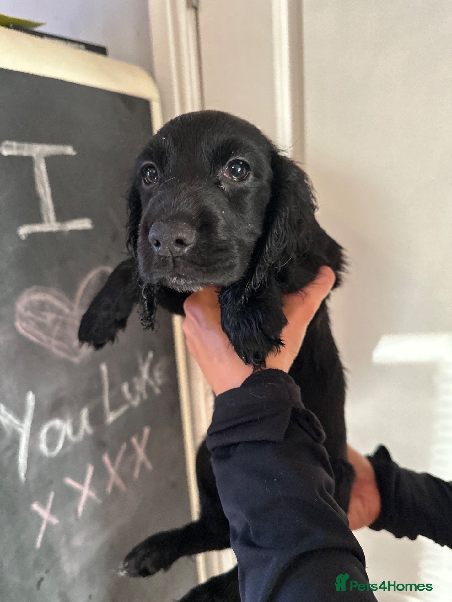 Cocker Spaniel dogs Beautiful Cocker Spaniel Puppies, Newton Aycliffe  - Advert 12