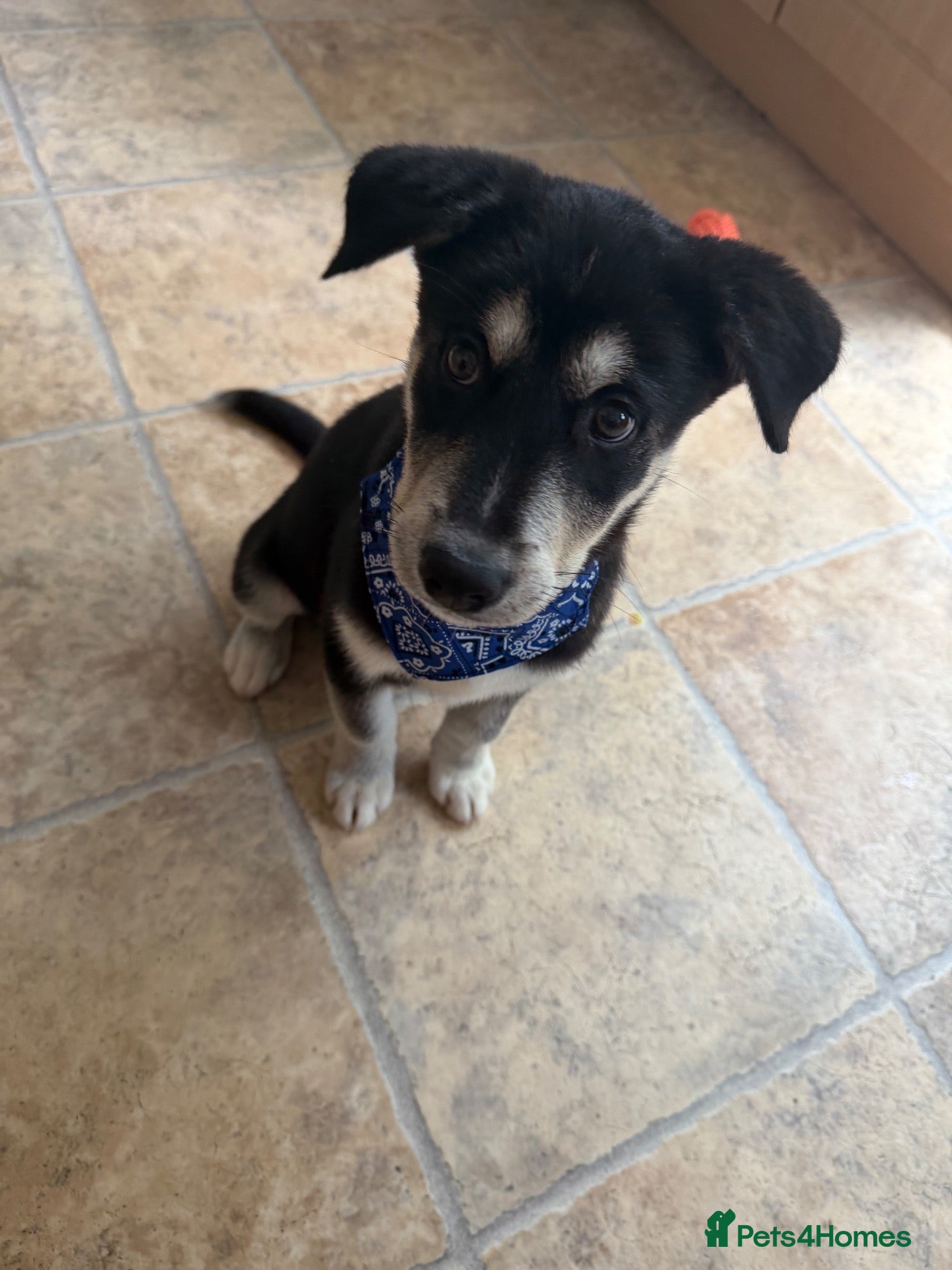 Mixed Breed dogs Beautiful Male huskador - Advert 14