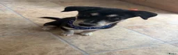 Mixed Breed dogs for sale: Beautiful Male huskador in Chorley - Advert 1