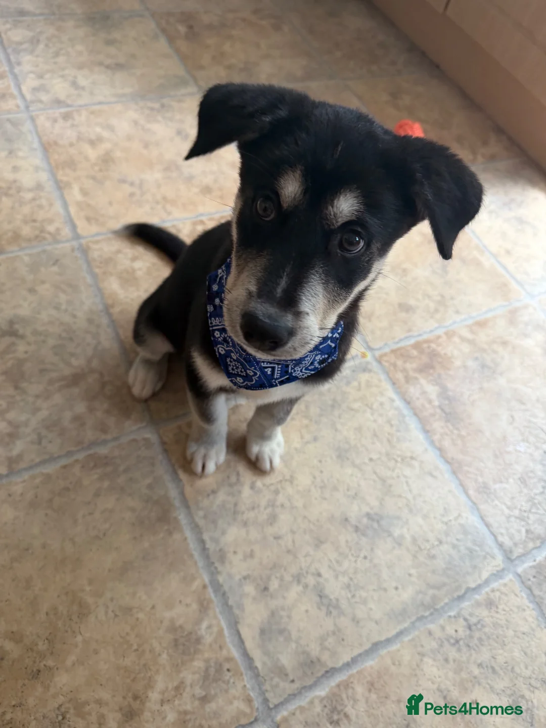 Mixed Breed dogs for sale: Beautiful Male huskador in Chorley - Advert 1