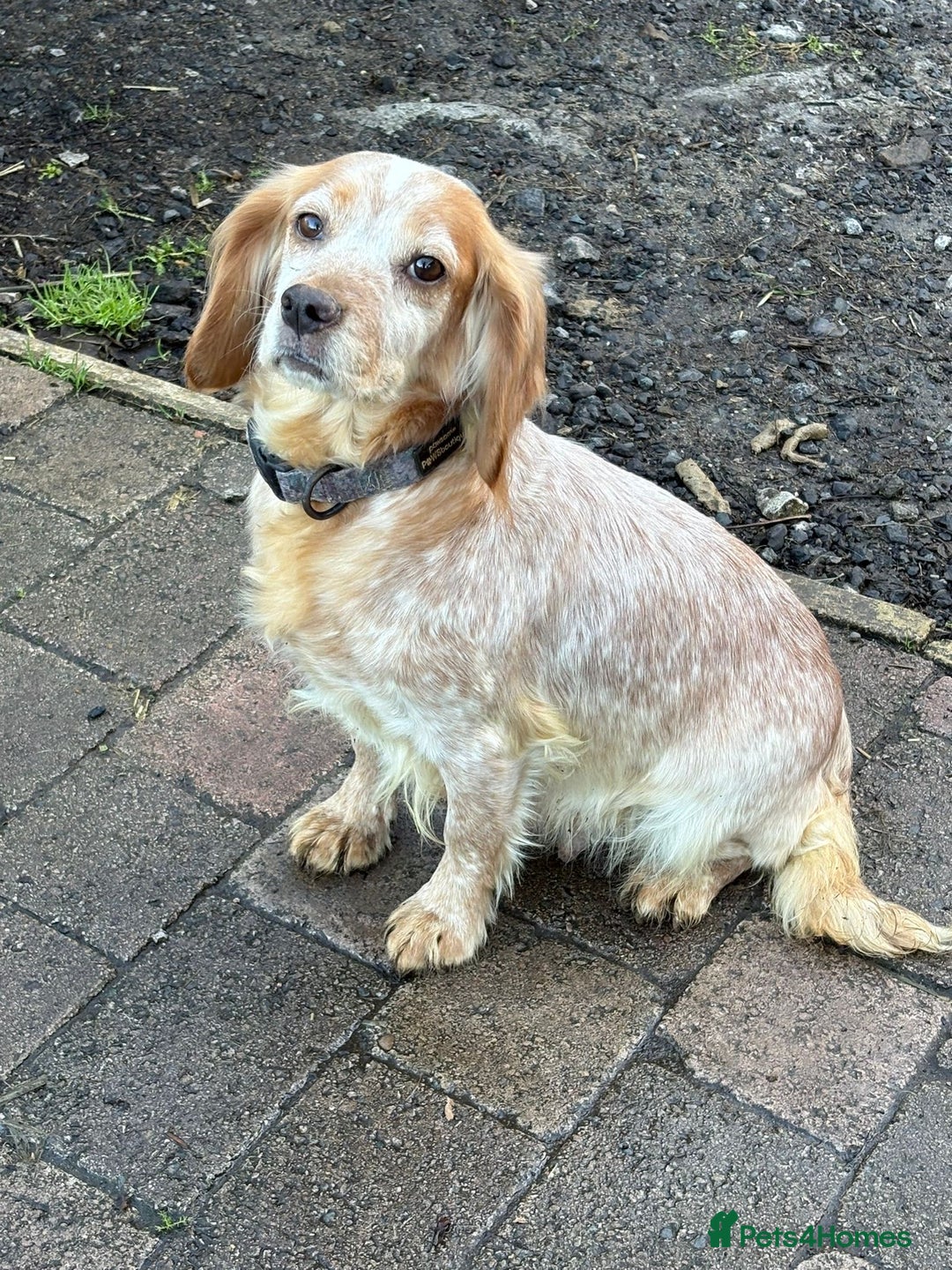 Cocker Spaniel dogs for sale: Beautiful cocker spaniel puppies - Advert 7