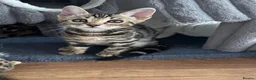 Bengal cats for sale: Bengal kittens for sale - Advert 12