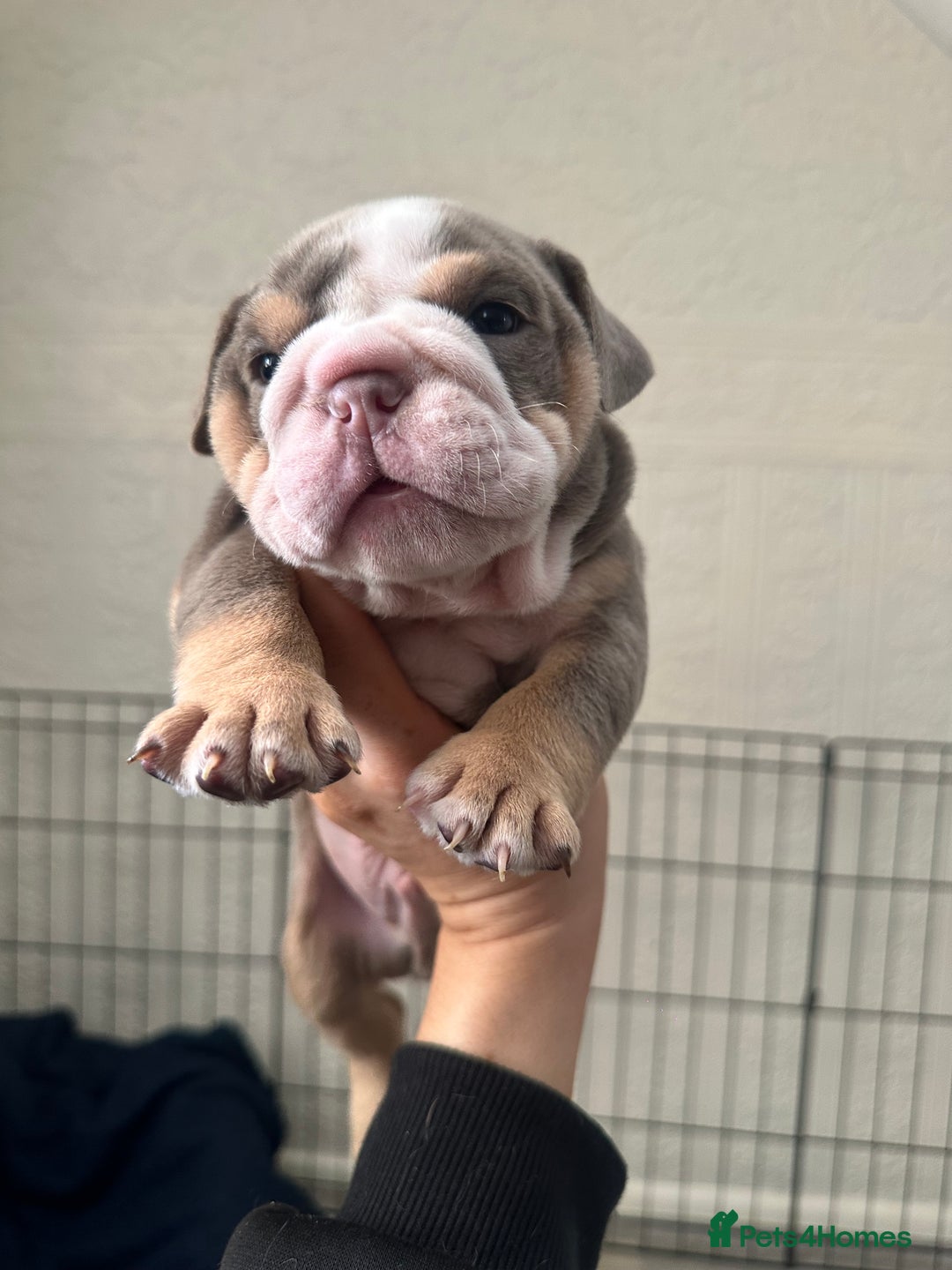 English Bulldog dogs for sale: English bulldog pups - Image 14