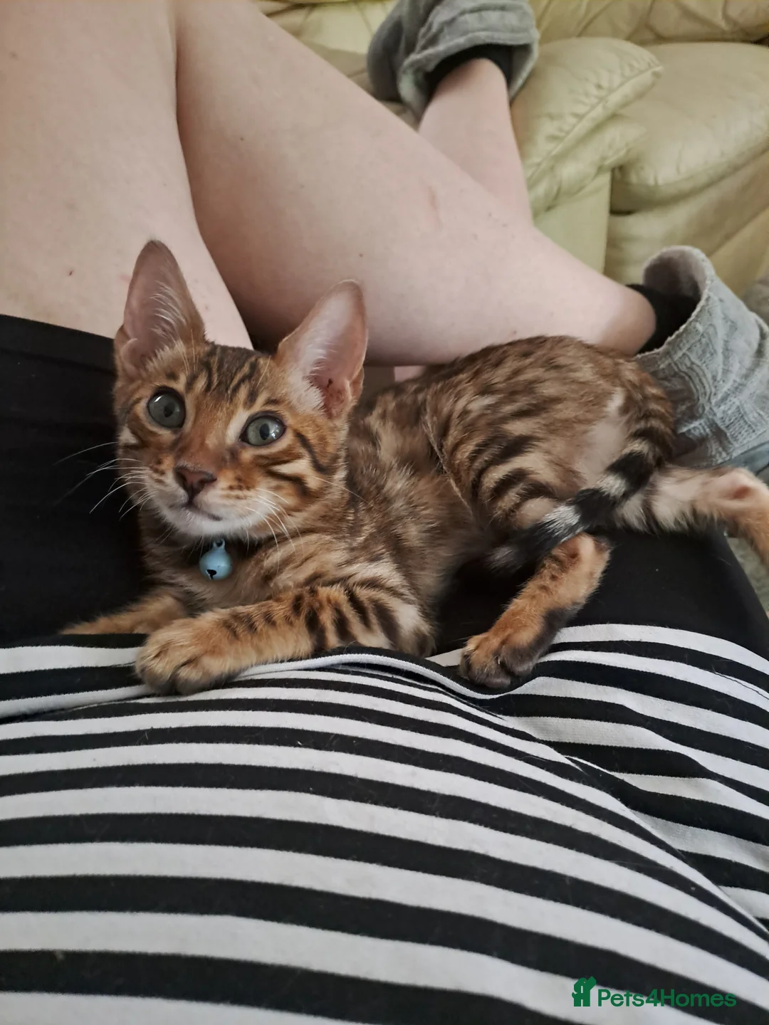 Bengal cats for sale: Last bengal boy ready now  - Advert 2