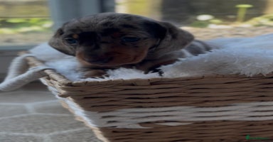 Miniature Dachshund dogs - Advert 10