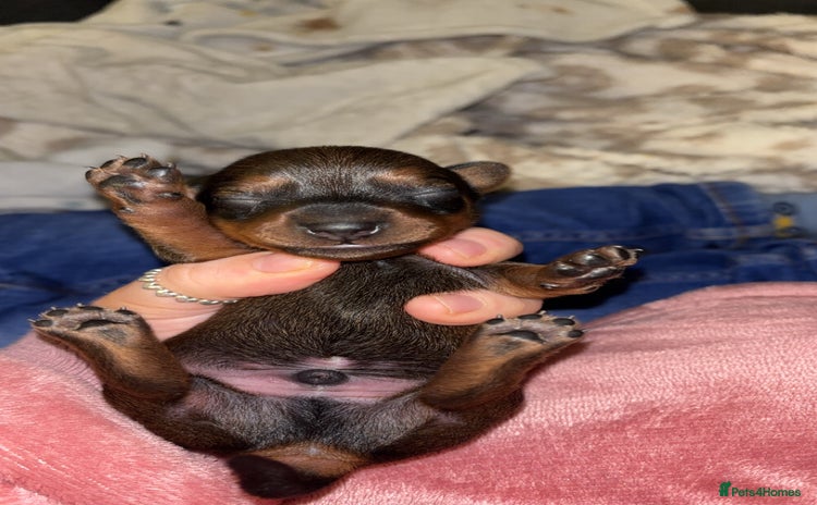 Miniature Dachshund dogs Stunning miniature dachshund puppies  - Advert 9