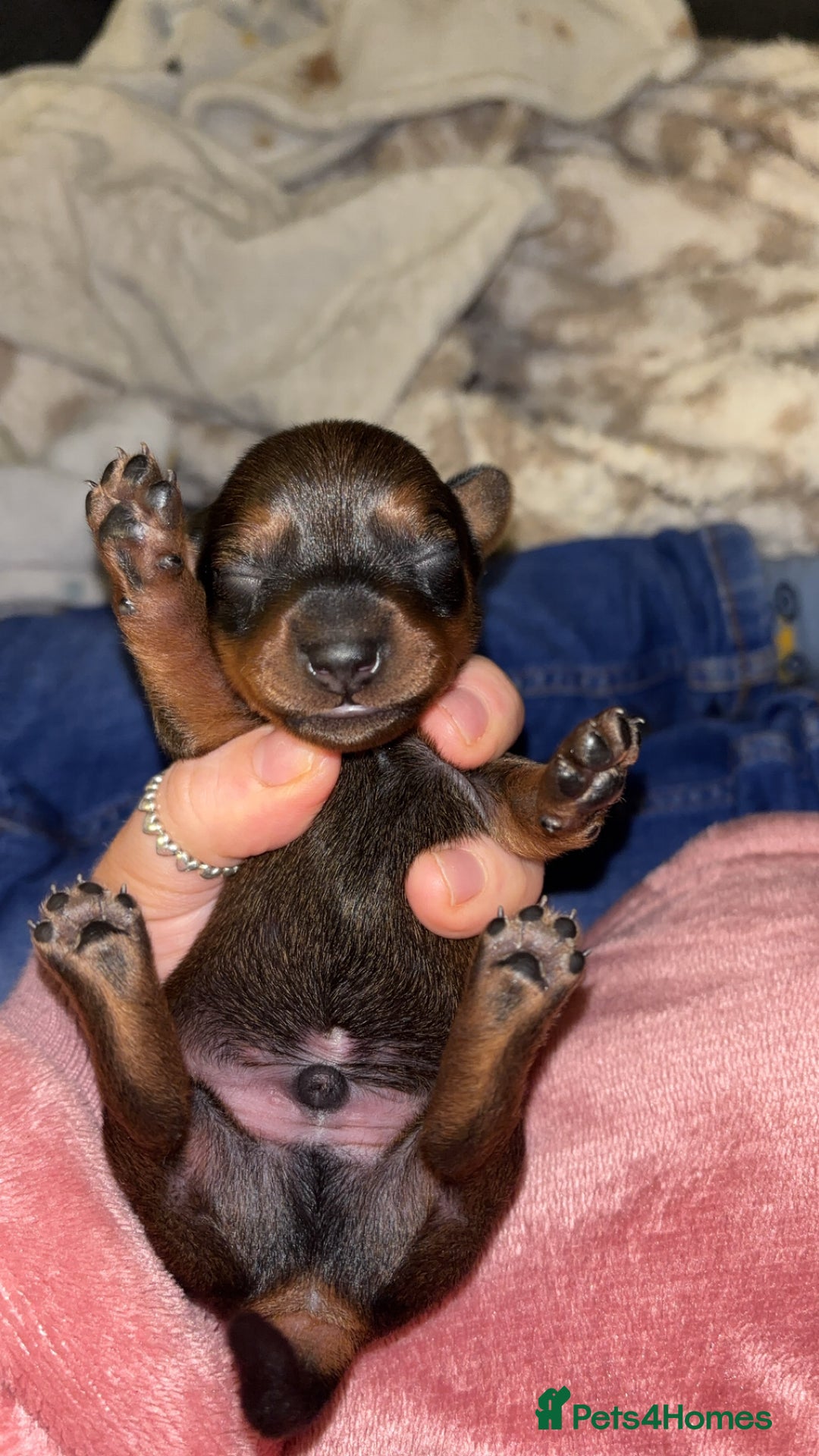 Miniature Dachshund dogs for sale: Stunning miniature dachshund puppies  - Image 5