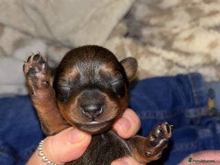 Miniature Dachshund dogs Stunning miniature dachshund puppies - Advert 5
