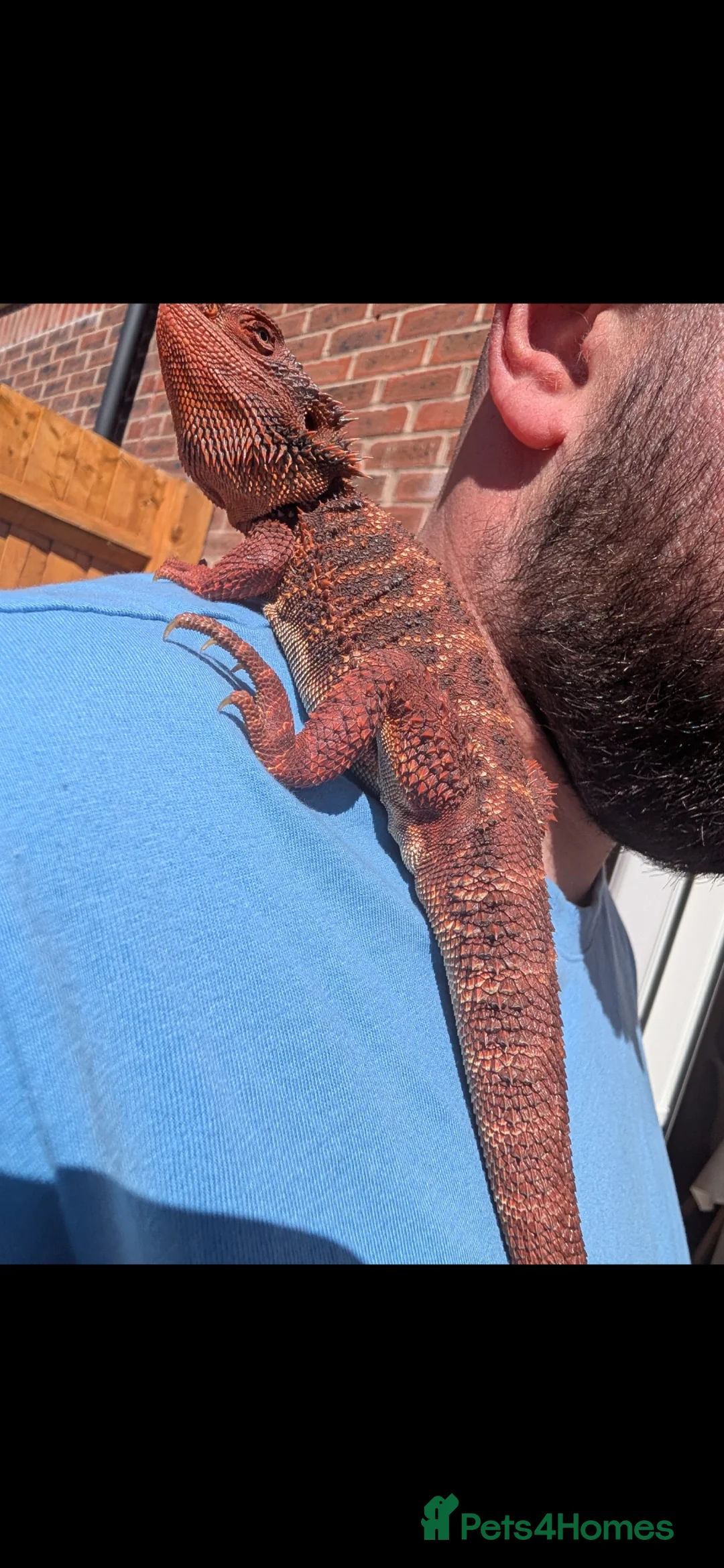 Bearded Dragon reptiles for sale: Red Monster 10 months old and full set up in Marlborough - Advert 2