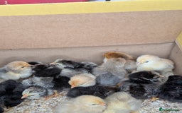 Mixed Breed livestock for sale: pekin bantam, silver L.Wyandotte chicks/growers  - Image 6