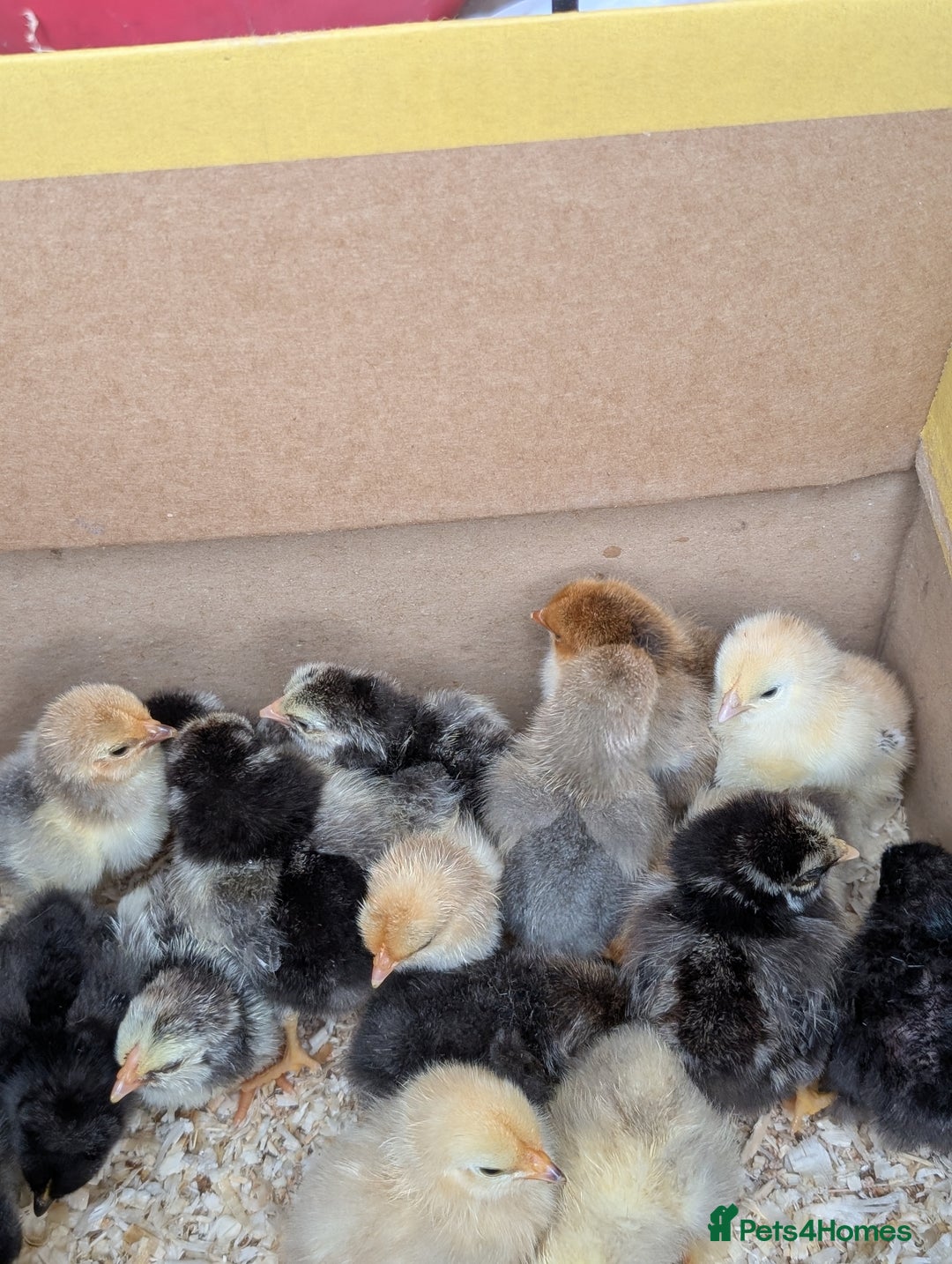 Mixed Breed livestock for sale: pekin bantam, silver L.Wyandotte chicks/growers  - Image 6
