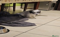 Mixed Breed dogs for sale: Maltichon - Image 4
