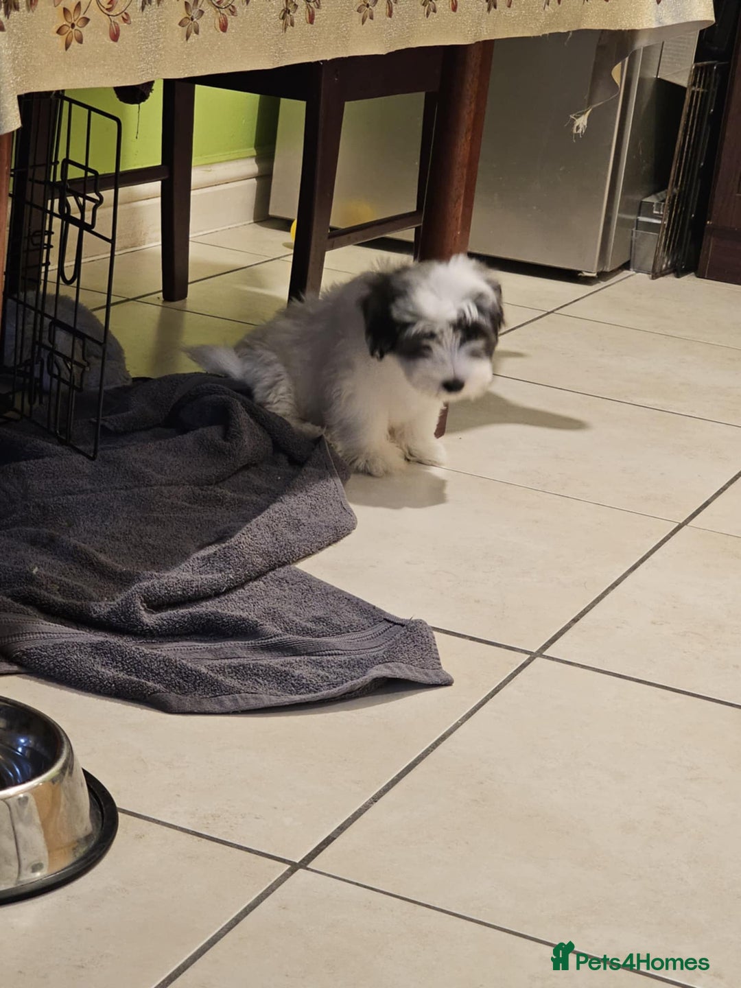 Mixed Breed dogs for sale: Maltichon - Image 4