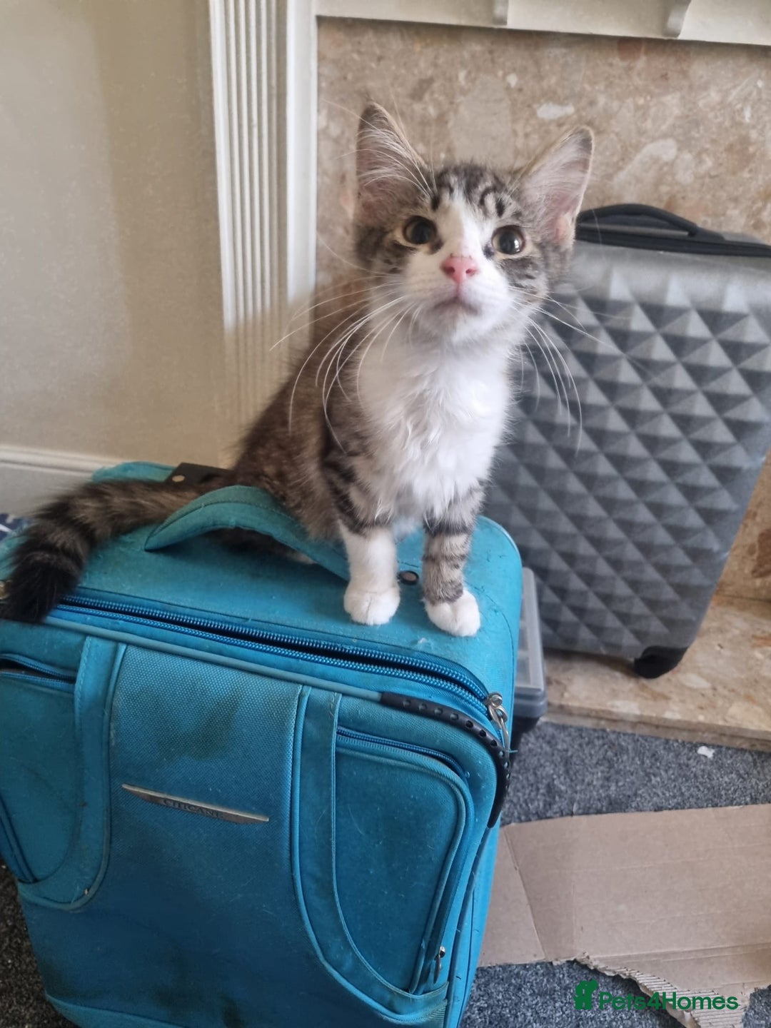 Mixed Breed cats for sale: Kittens for sale  - Image 3