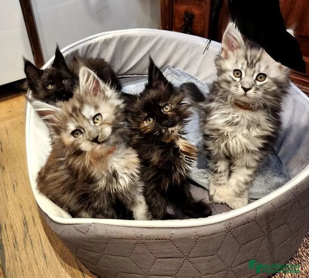 Maine Coon cats for sale: 🐾 Majestic Maine Coon Kittens – Ready Now 🐾 - Image 4