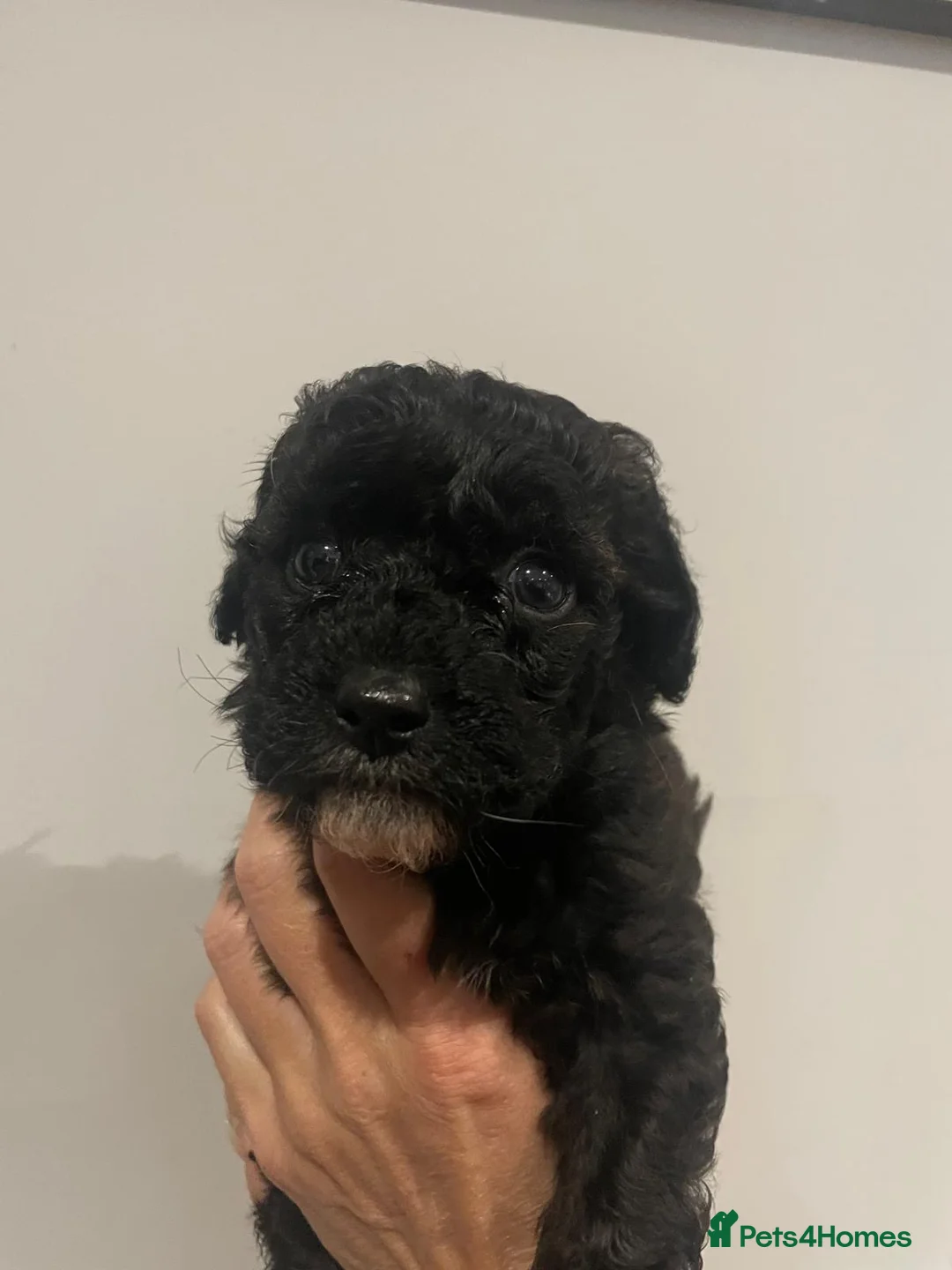 Cavapoo dogs for sale: Beautiful Cavapoo puppies for sale  - Advert 5
