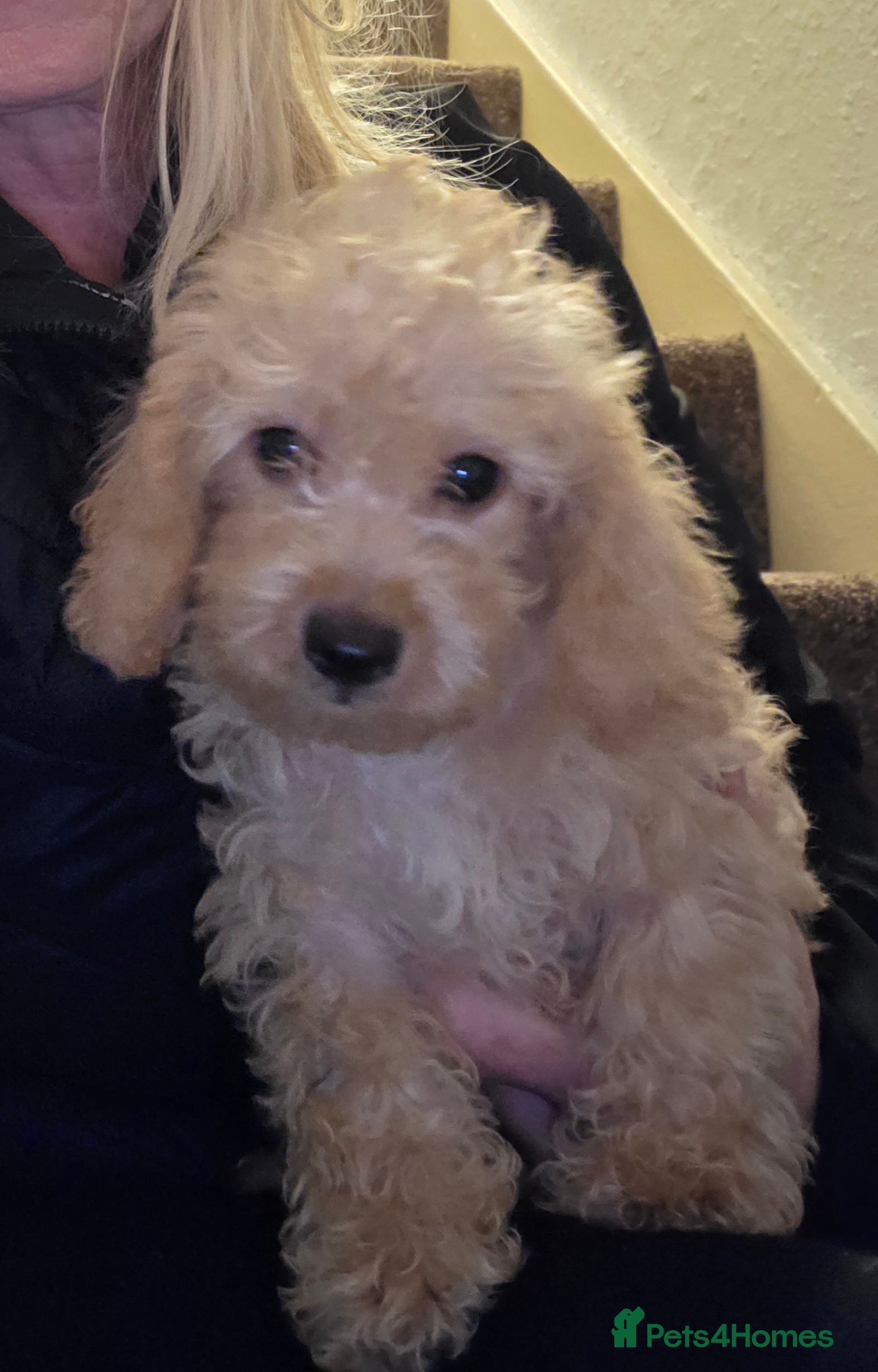 Jackapoo dogs Toy poodle 3/4 puppies  - Advert 2