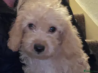 Jackapoo dogs Toy poodle 3/4 puppies - Advert 2