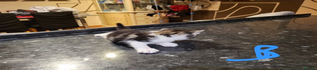 Mixed Breed Kitten 2